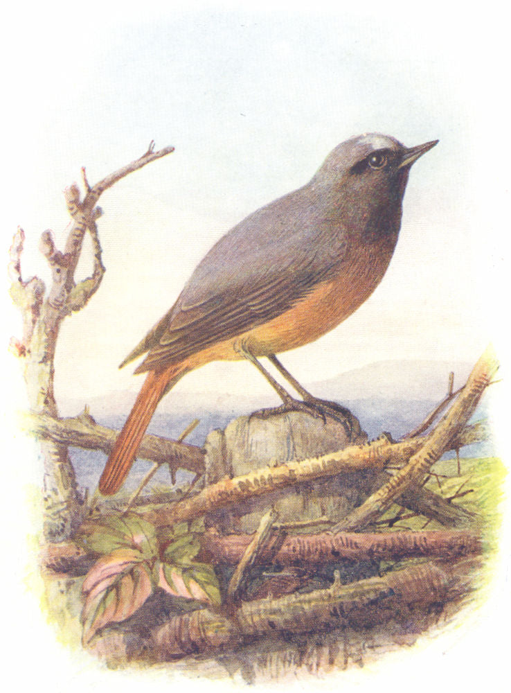 BIRDS. Redstart  1901 old antique vintage print picture